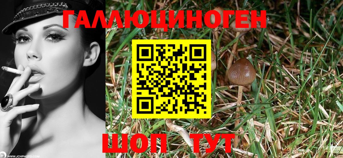 Галлюциногенные грибы Psilocybine cubensis  Вход с VPN  Алейск 
